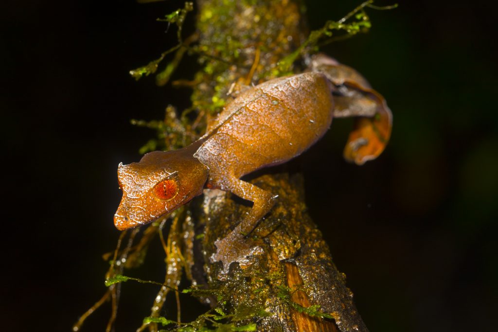 Uroplatus phantasticus