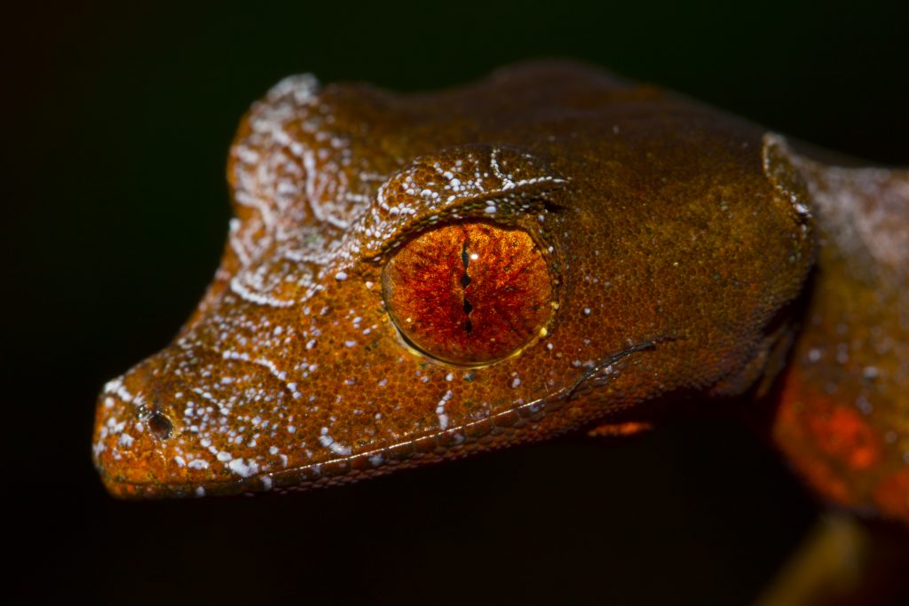 Uroplatus phantasticus