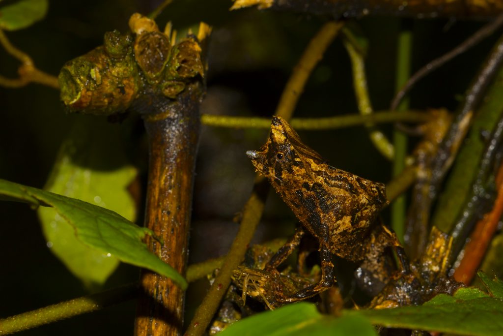 Brookesia superciliaris