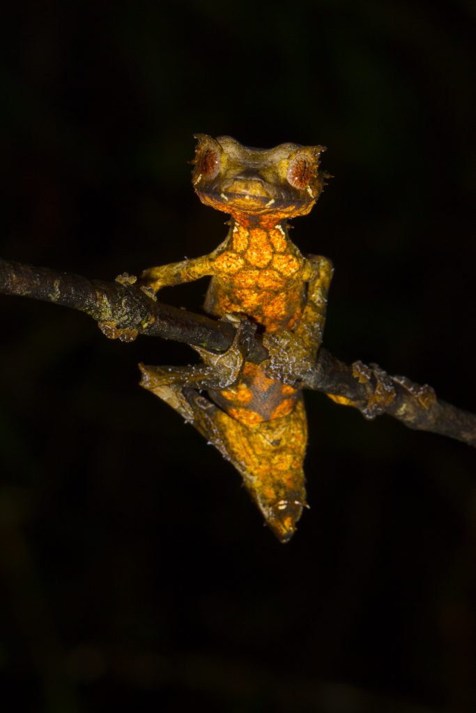 Uroplatus phantasticus