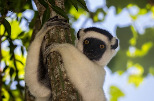 Larvensifaka