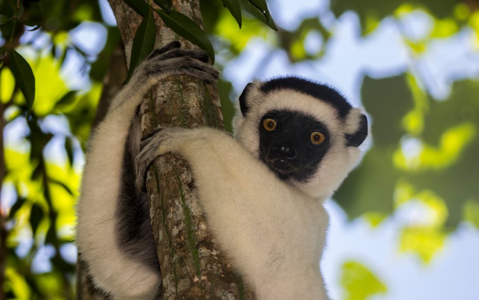 Larvensifaka