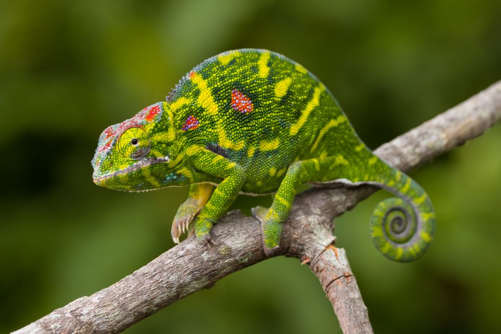 Furcifer minor