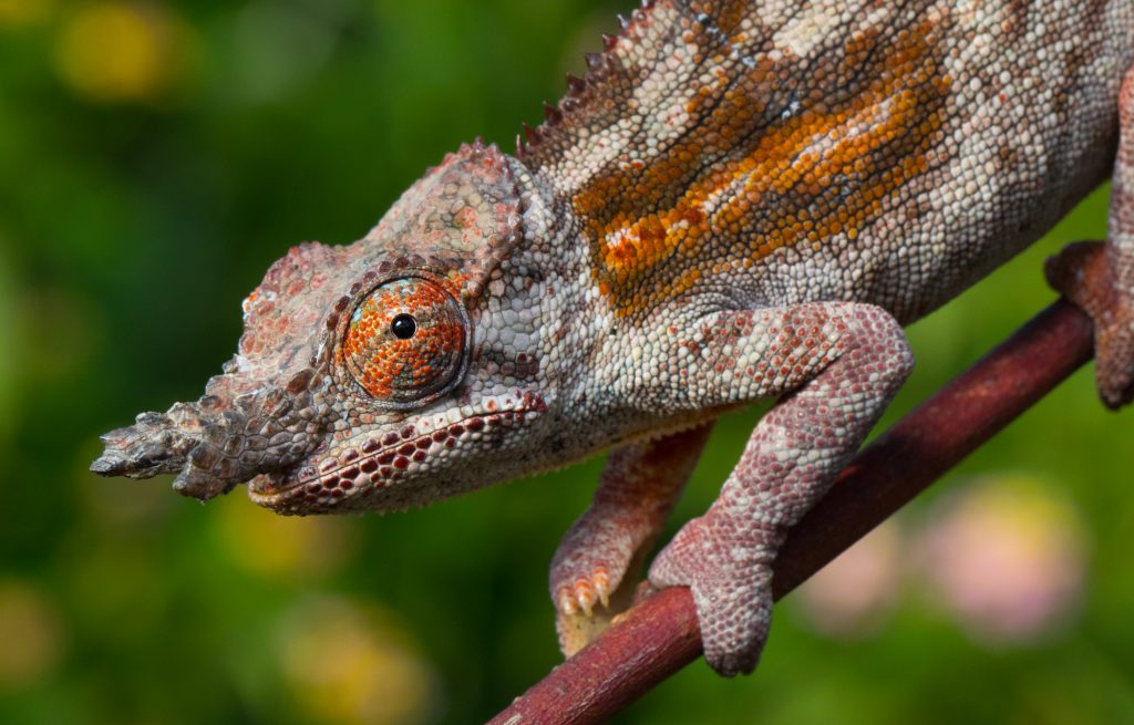 Furcifer minor