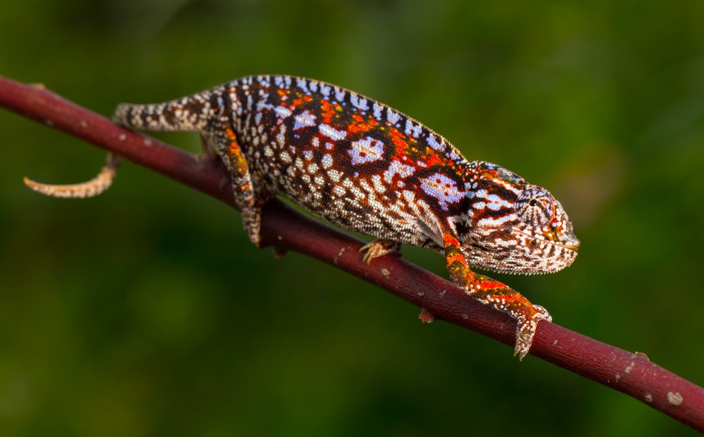 Furcifer lateralis