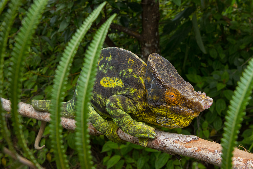 Calumma parsonii parsonii