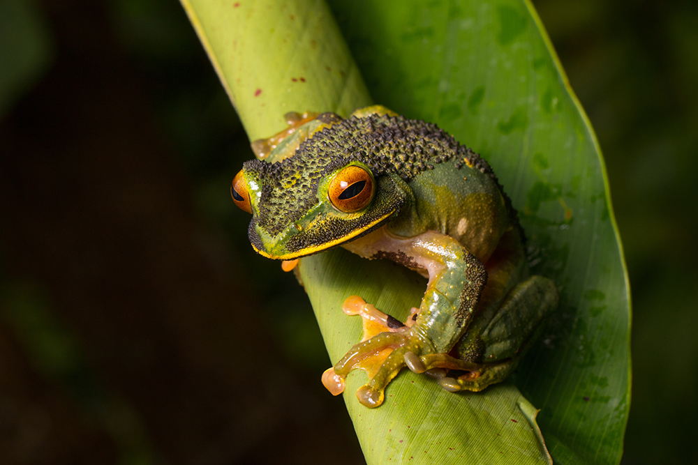 Boophis albilabris