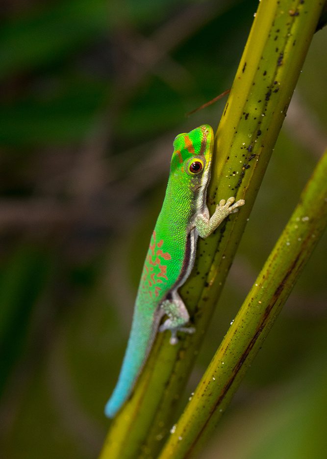 Phelsuma