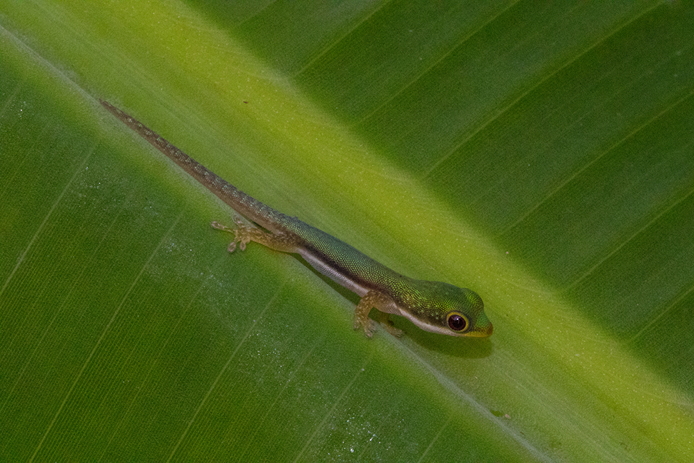 Phelsuma