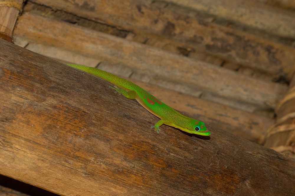 Phelsuma