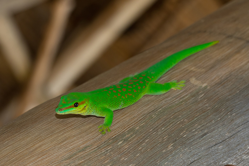 Phelsuma