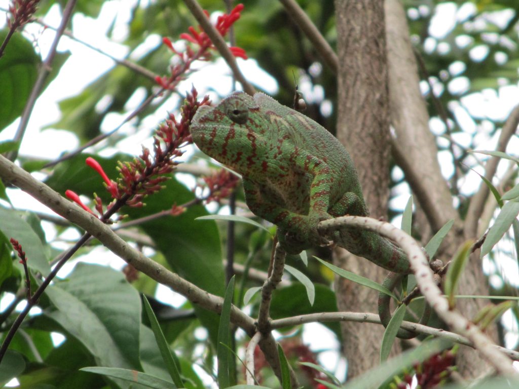 Furcifer oustaleti