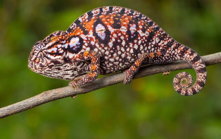 Furcifer lateralis