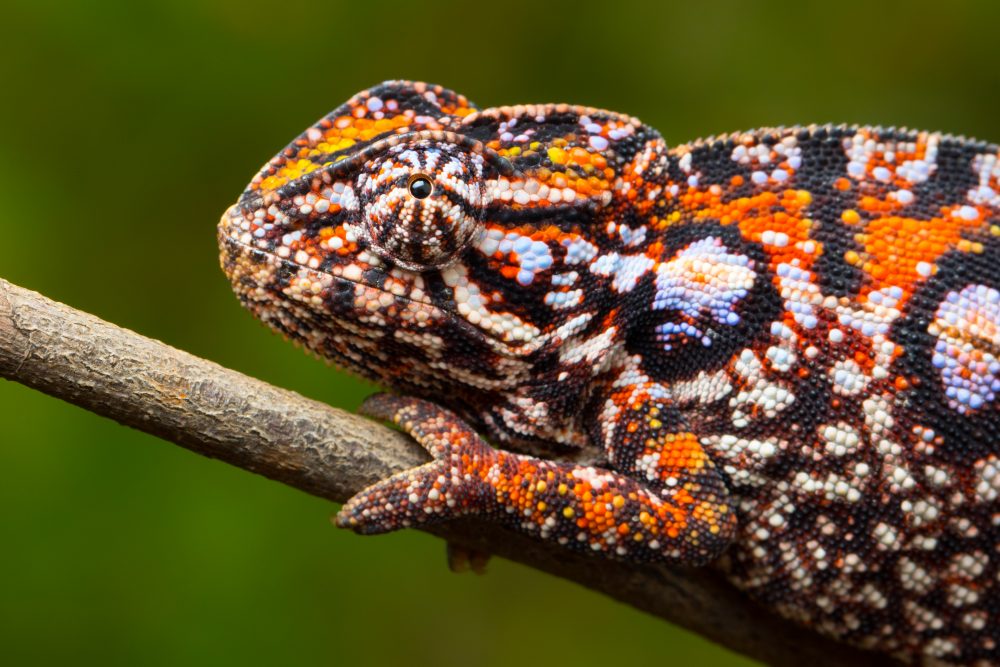 Furcifer lateralis