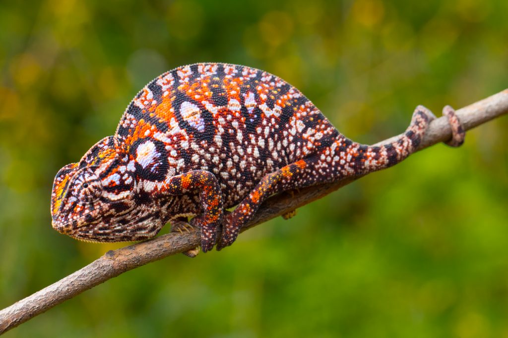 Furcifer lateralis