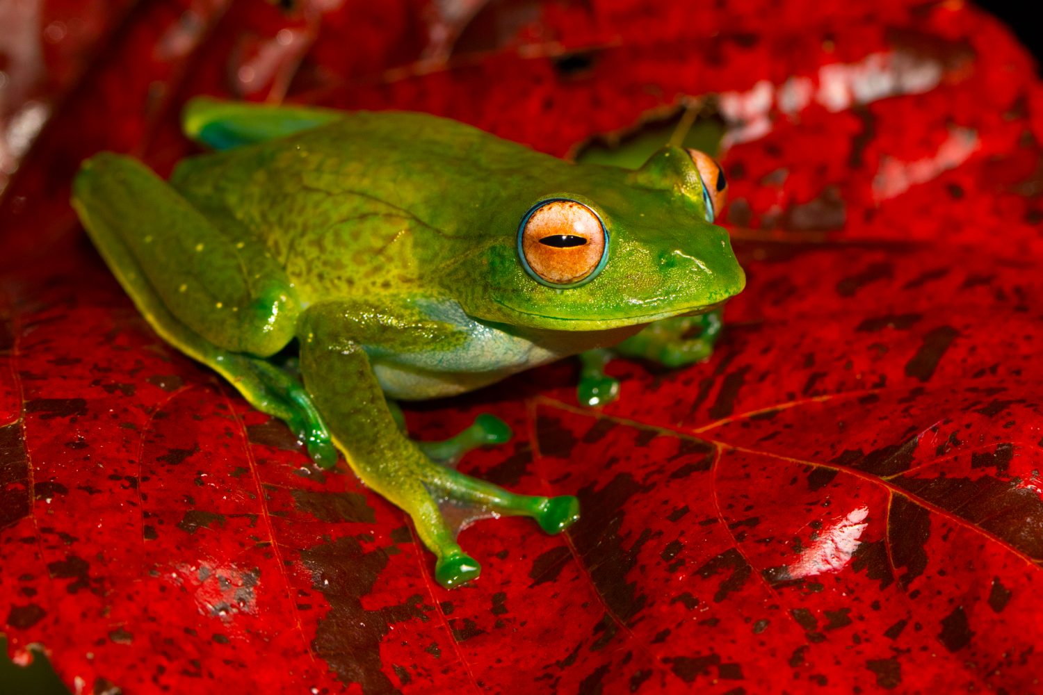 Boophis sandrae