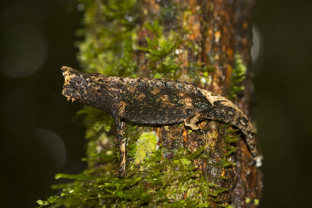 Brookesia superciliaris