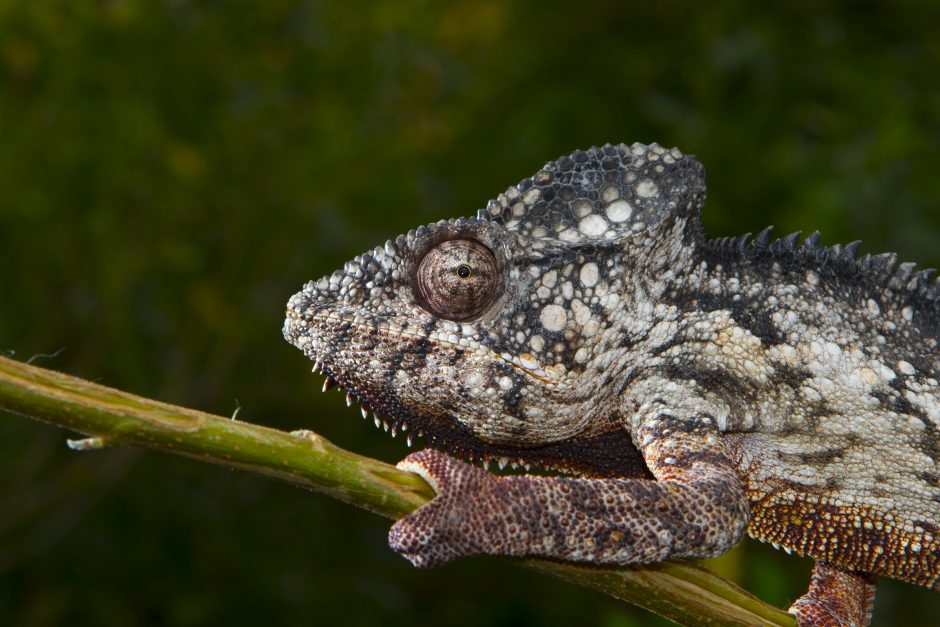 Furcifer oustaleti