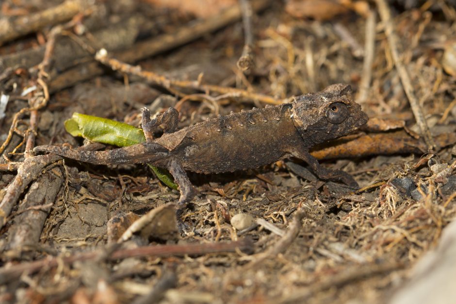 Brookesia brunoi