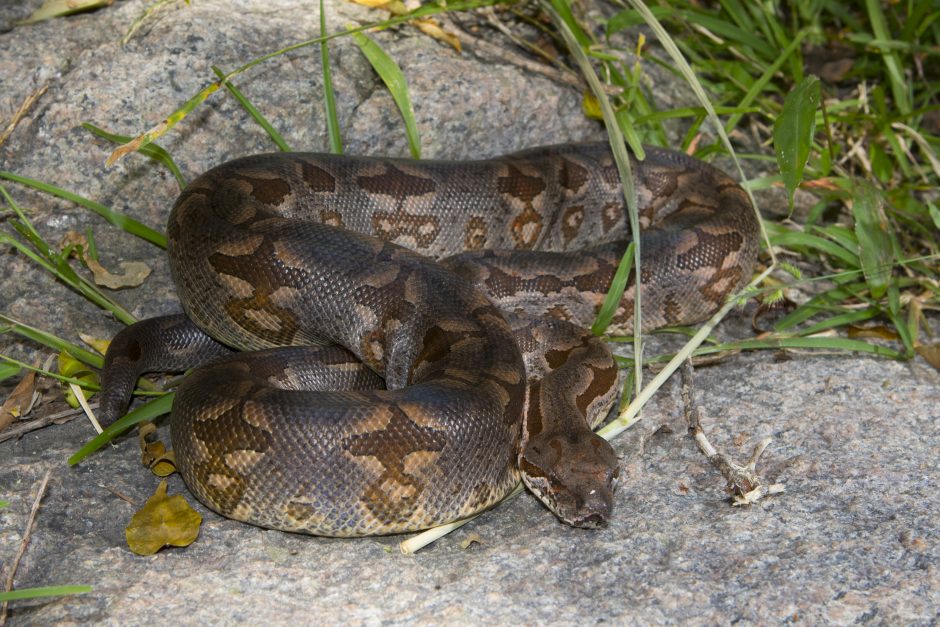 Madagaskarboa