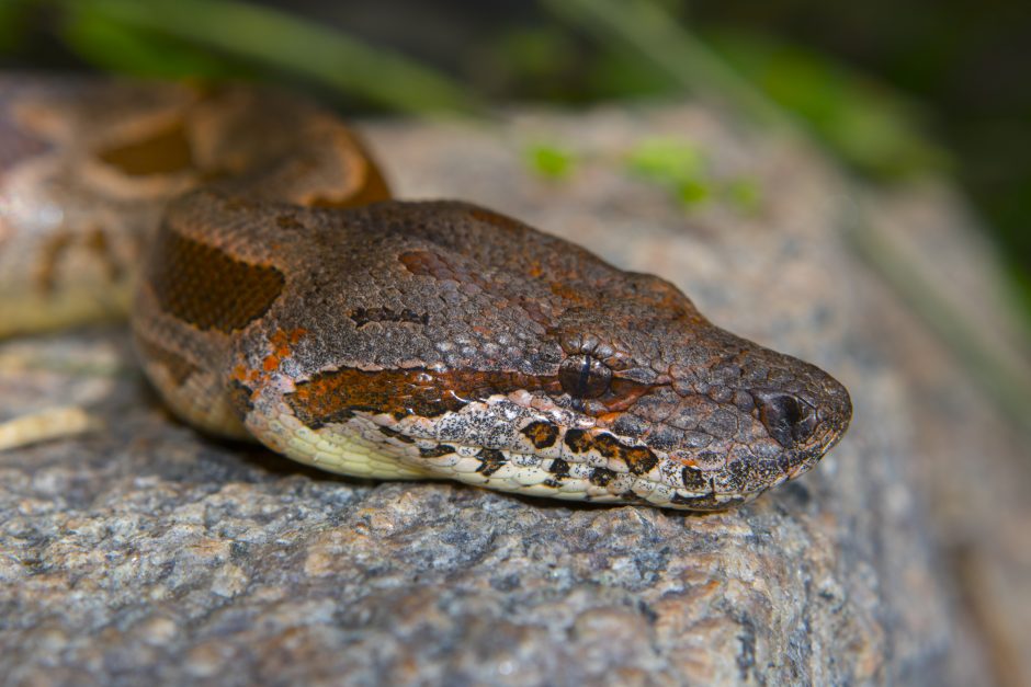 Madagaskarboa