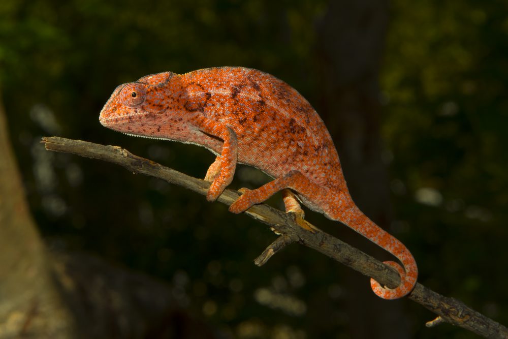 Furcifer lateralis