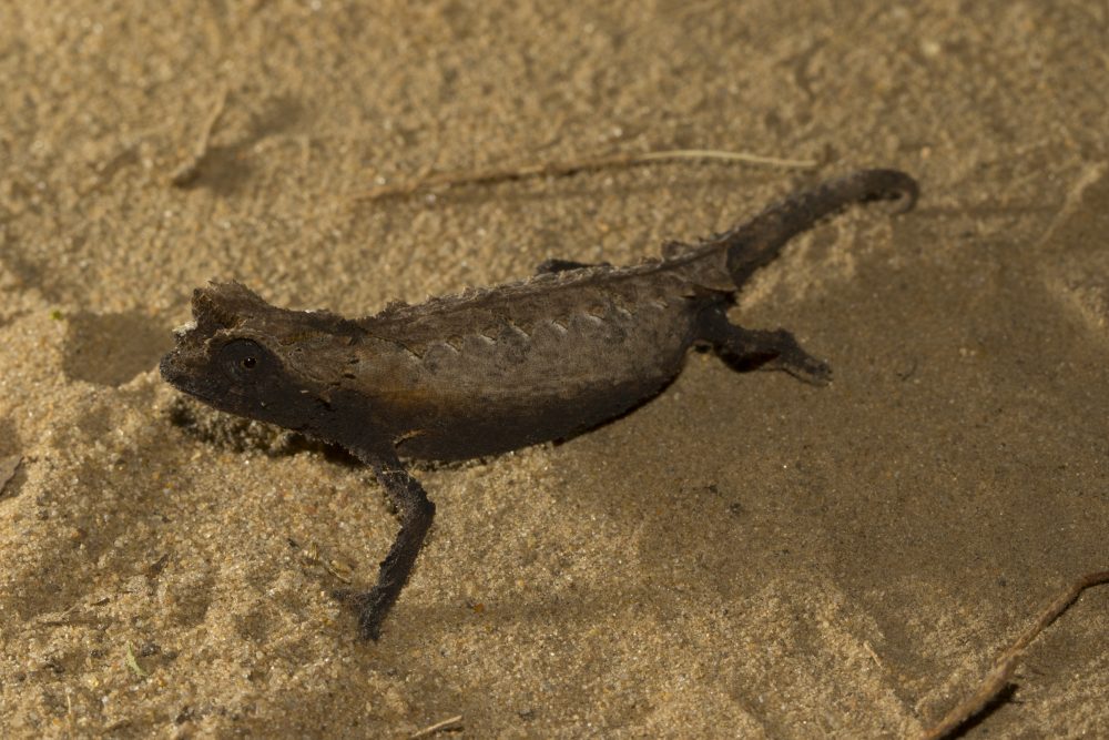 Brookesia cf. brygooi