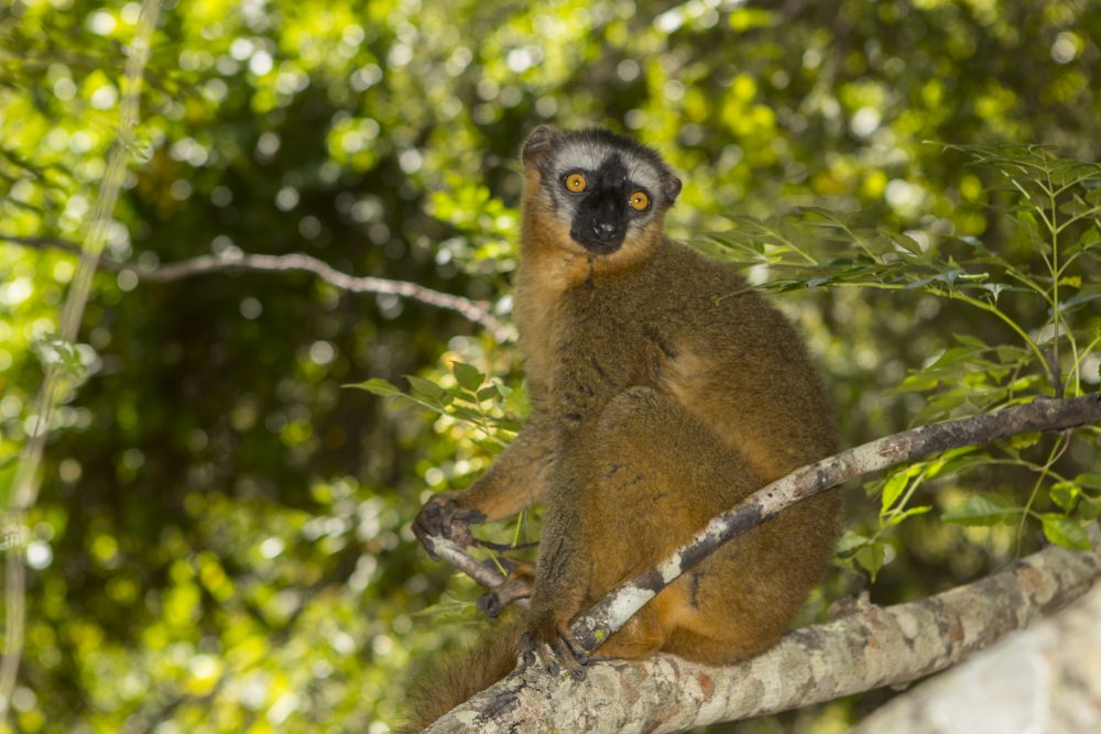 Eulemur rufifrons