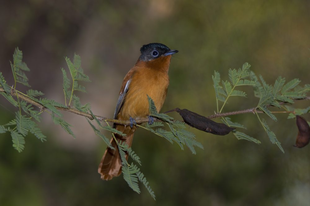 Paradise flycatcher