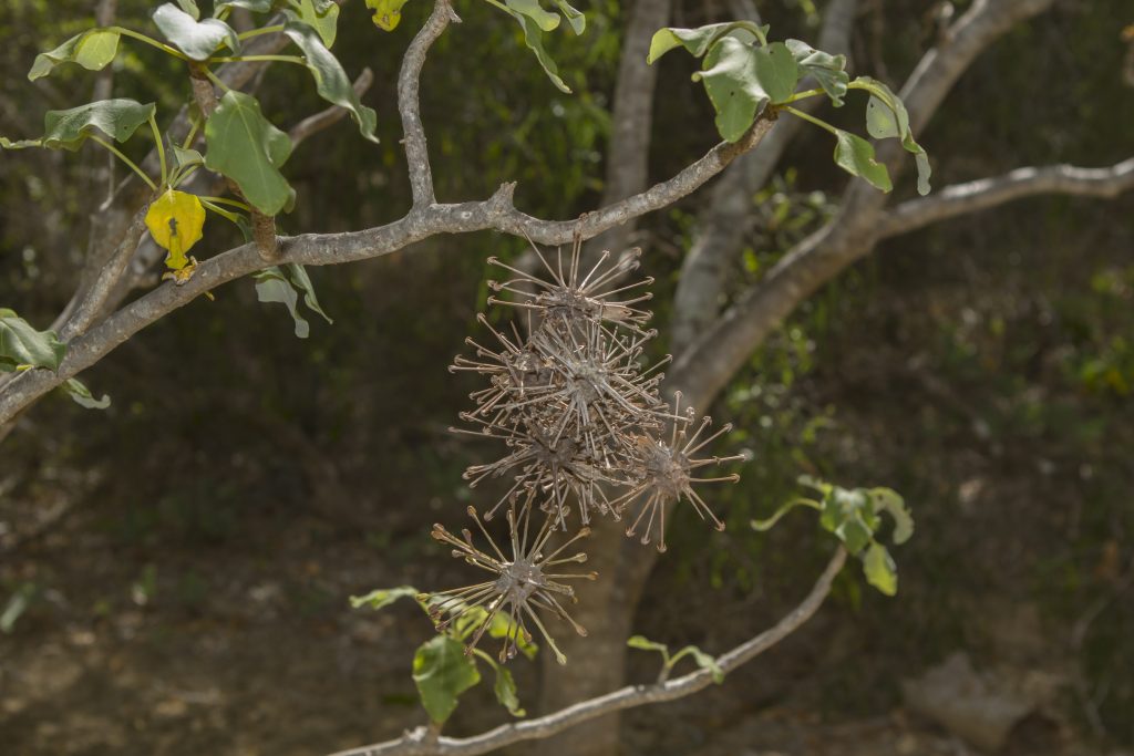 Arboretum Antsokay