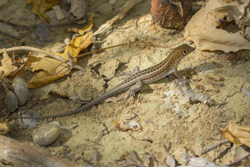 Zonosaurus