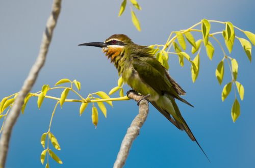 Bee eater