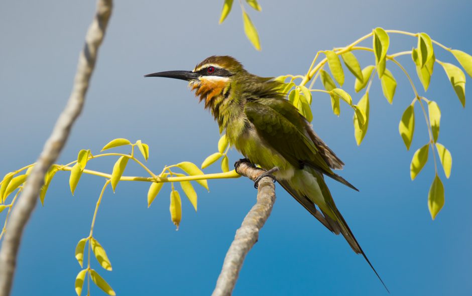 Bee eater