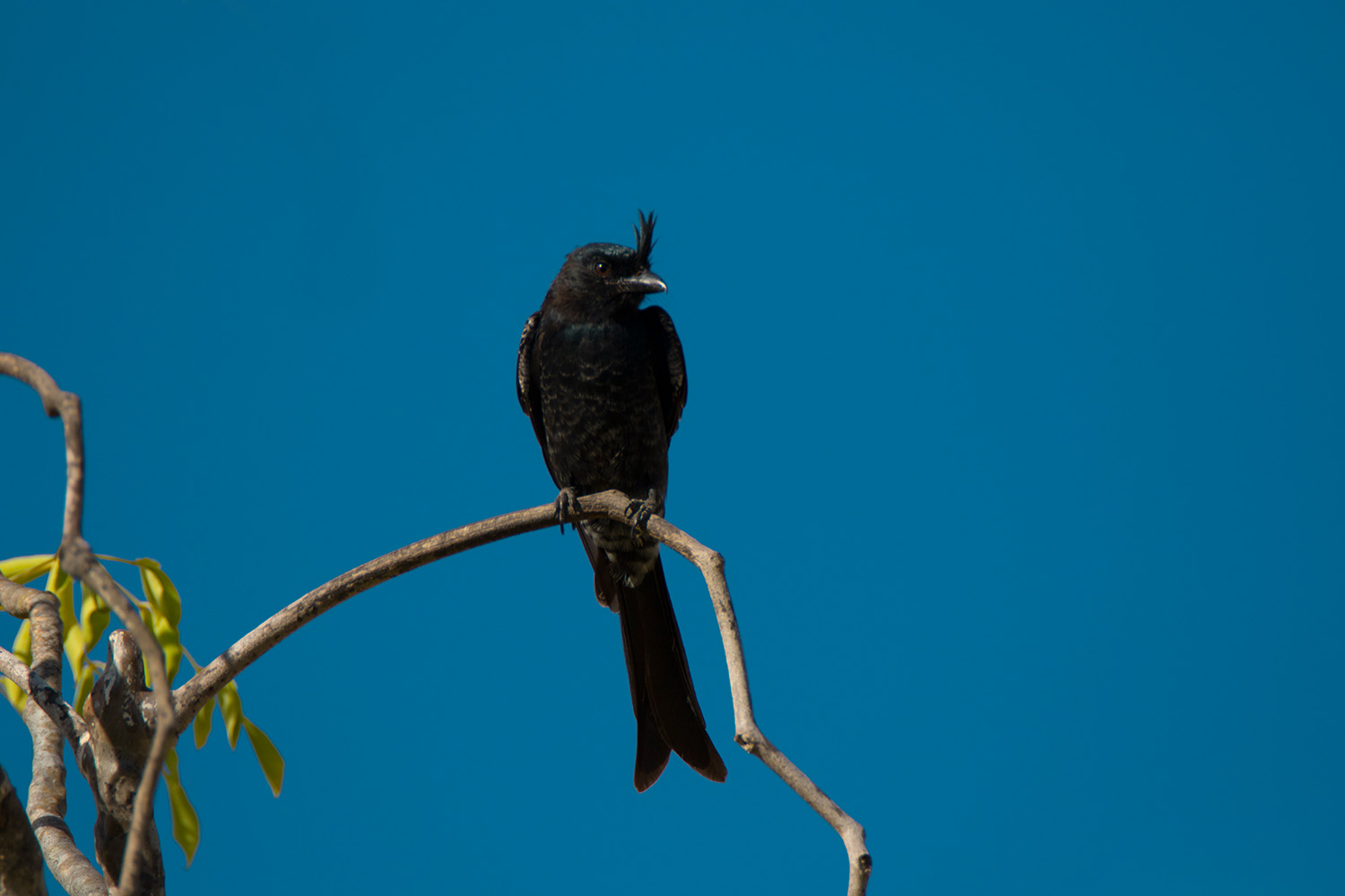 Drongo