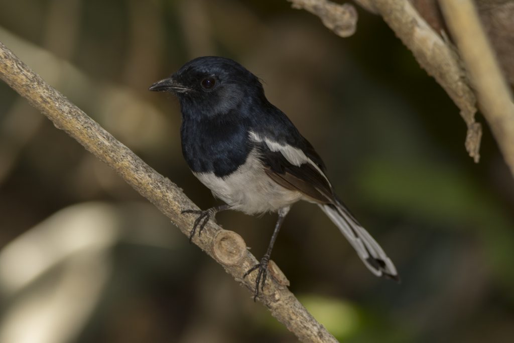 Magpie Robin