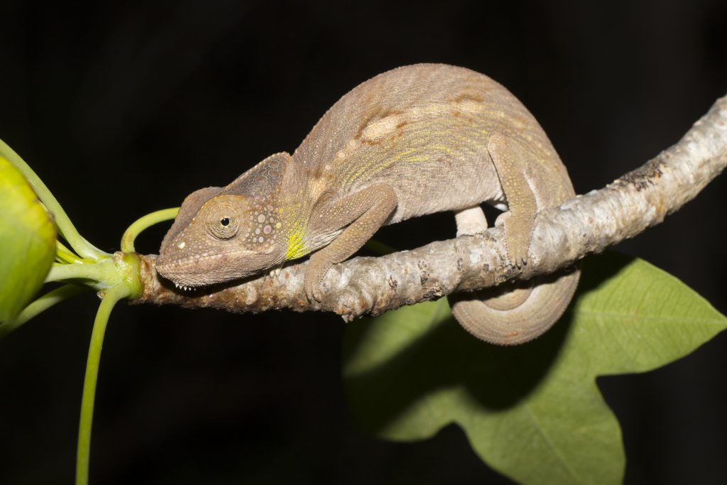 Furcifer verrucosus