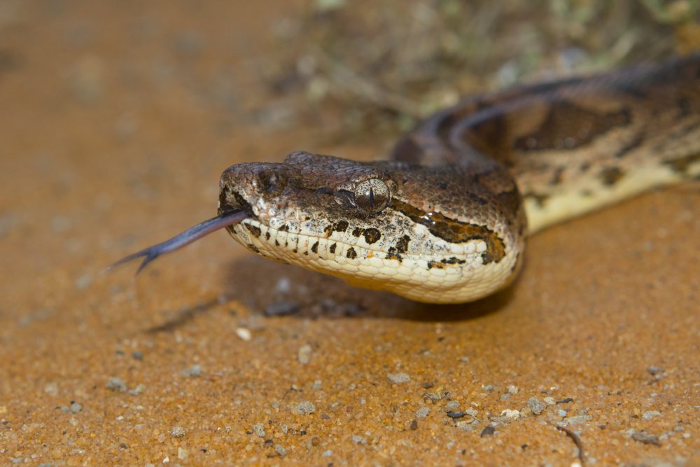 Acanthrophis dumerili