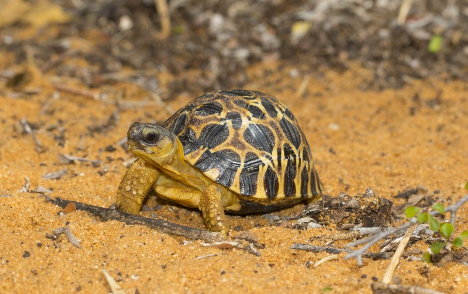 Schildkröten und Sonnenschein