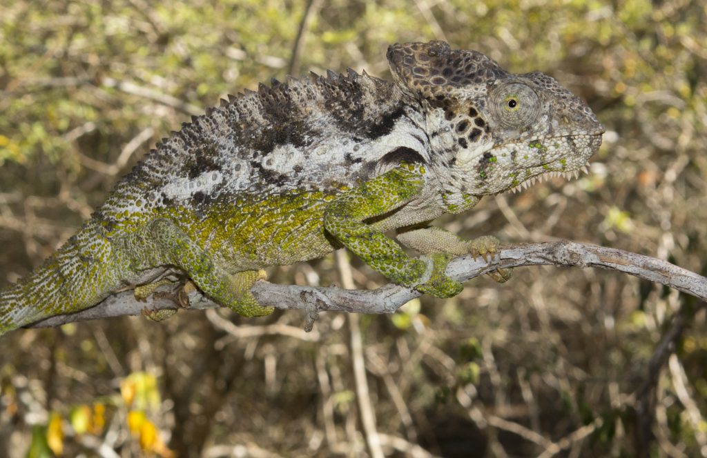 Furcifer verrucosus