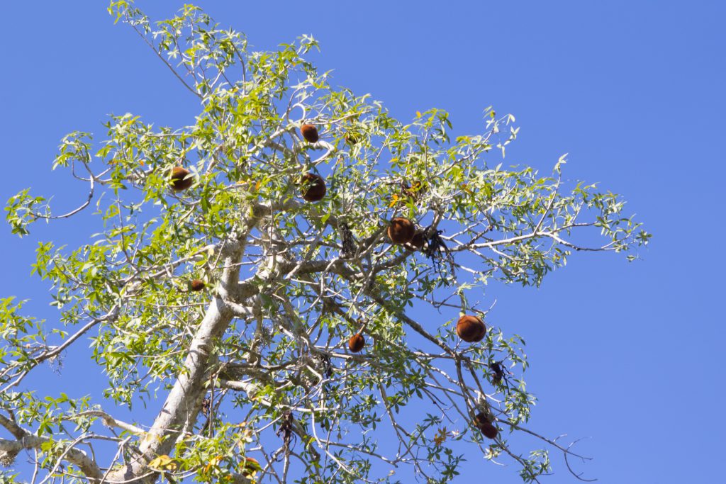 Baobab