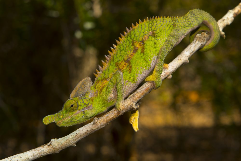 Furcifer antimena