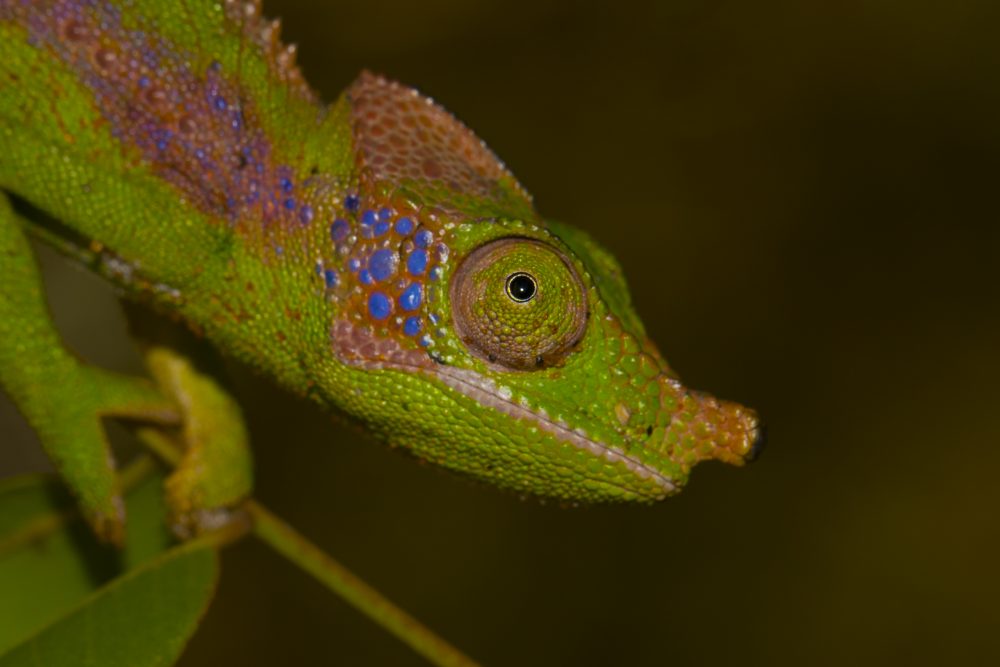 Furcifer antimena