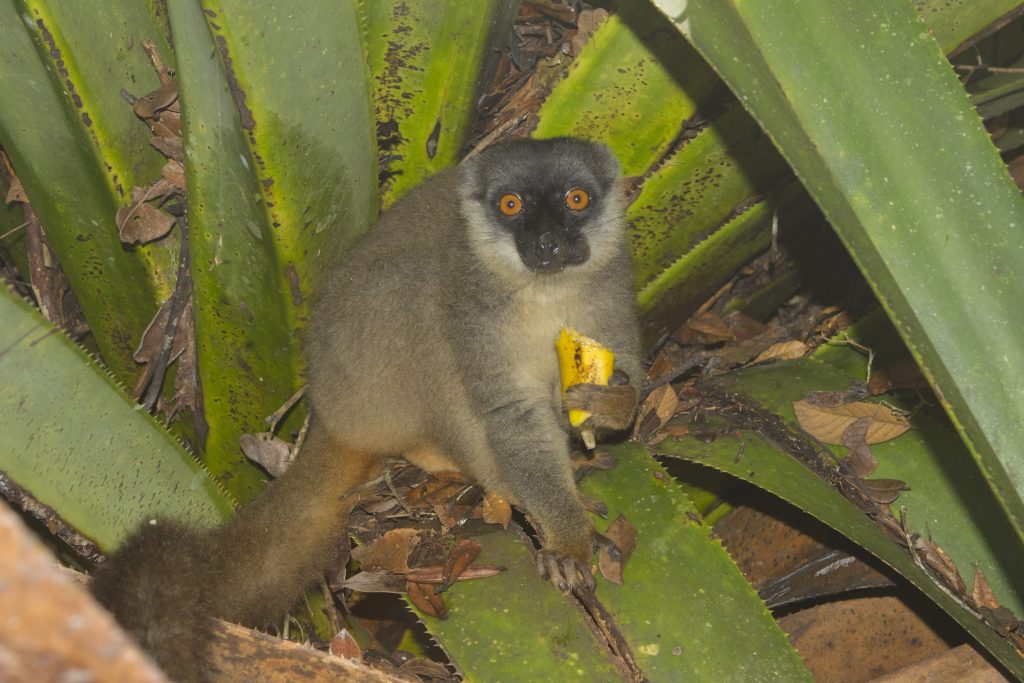 Eulemur fulvus