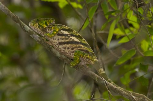 Calumma parsonii cristifer
