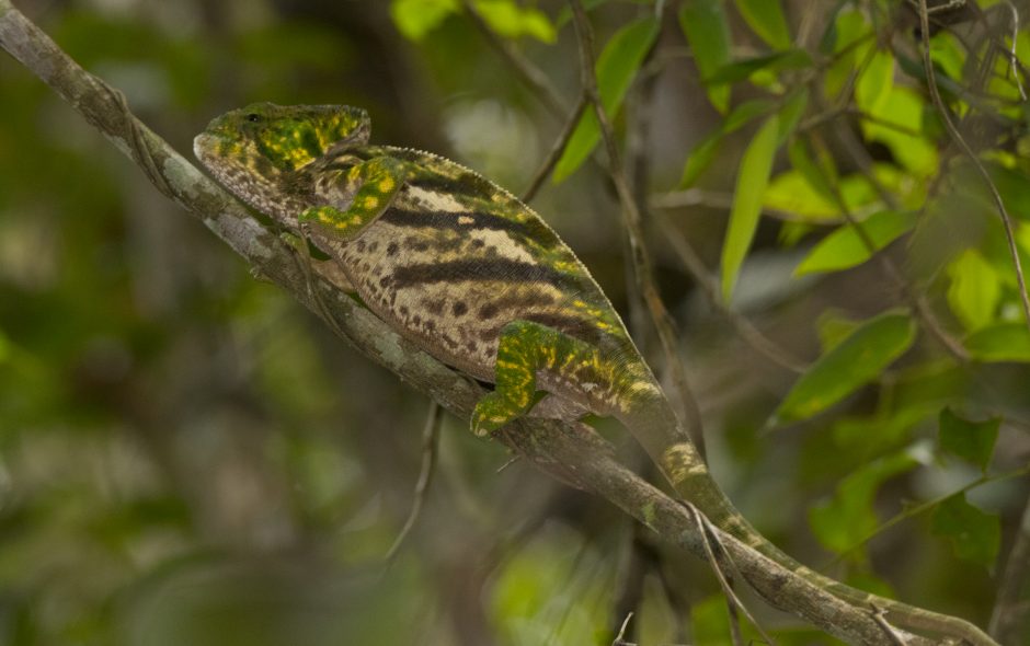 Calumma parsonii cristifer