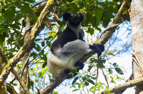 Indri