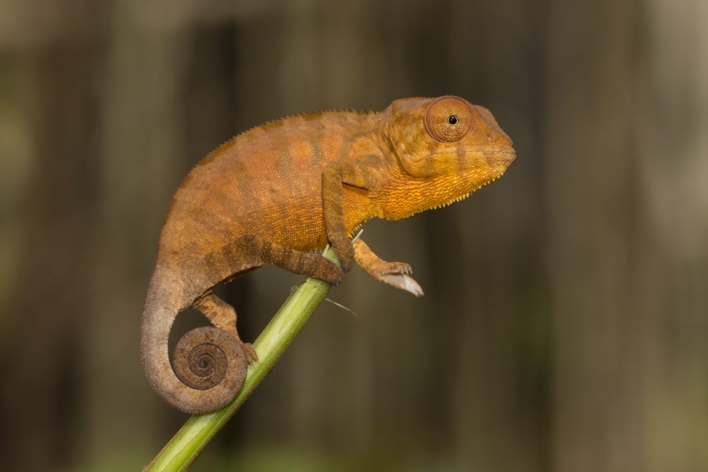 Furcifer pardalis