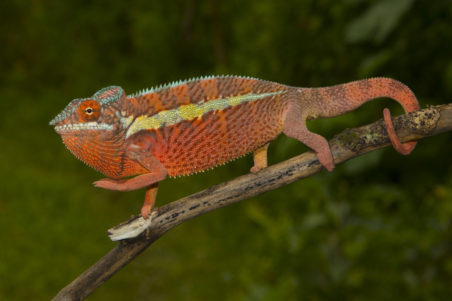 Furcifer pardalis