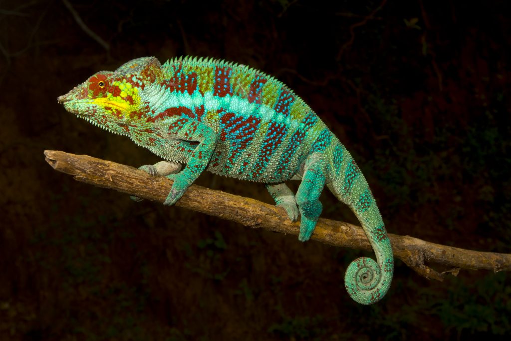 Furcifer pardalis