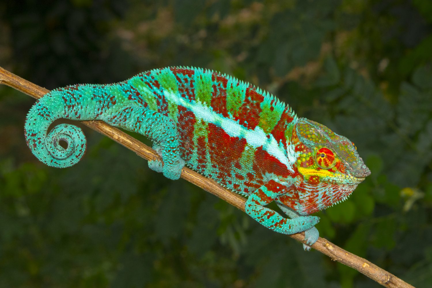 Furcifer pardalis